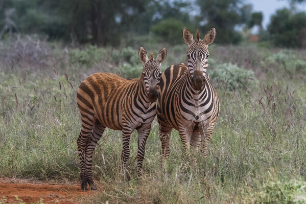 Plains zebra (Equus quagga) and calf, Tsavo, Kenya.