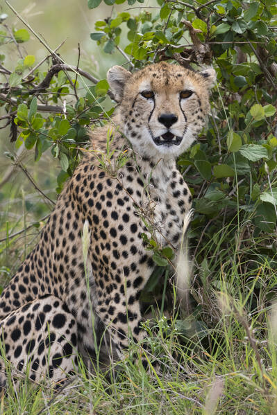 Cheetah (Acynonix jubatus), Tsavo, Kenya.