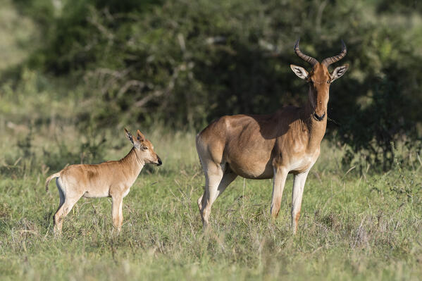Coke's hartebeest (Alcelaphus buselaphus cokii) with its calf, Lualenyi, Tsavo, Kenya.