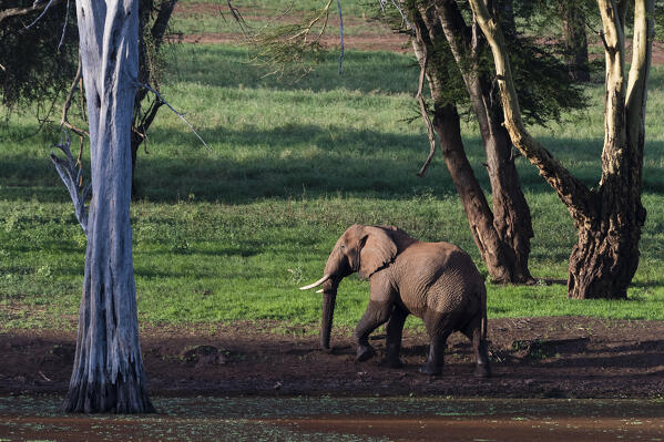 African elephant (Loxodonta africana), Tsavo, Kenya.