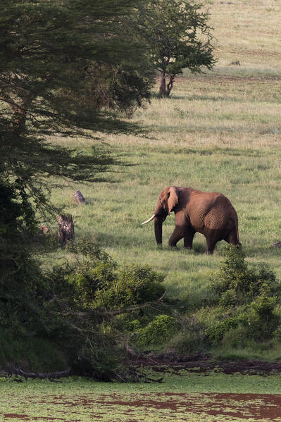 African elephant (Loxodonta africana), Tsavo, Kenya.