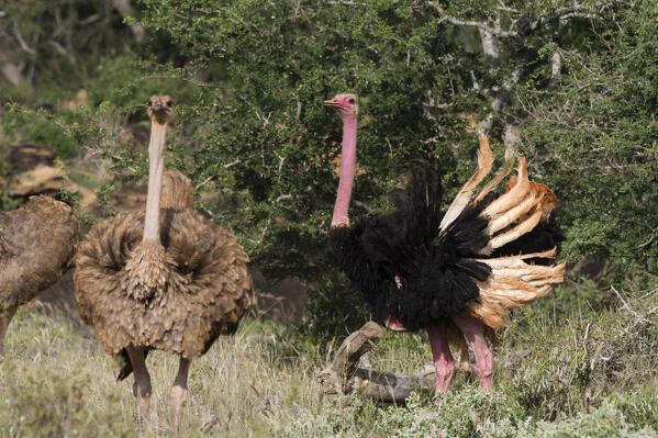 Ostrich (Struthio camelus) female and male, Tsavo, Kenya.