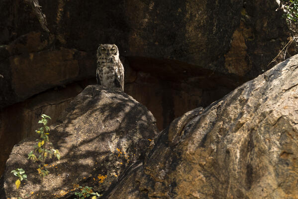 A spotted eagle-owl (Bubo africanus), Tsavo, Kenya.