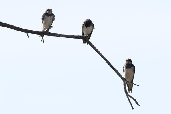 Barn Swallows (Hirundo rustica), Tsavo, Kenya.