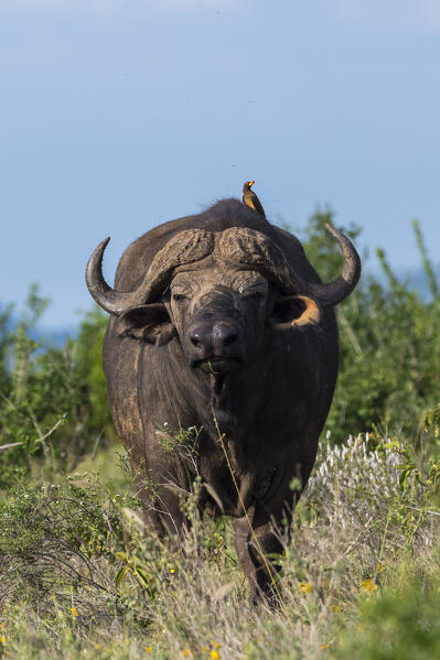 Yellow-billed oxpecker (Buphagus africanus) on a Cape buffalo (Syncerus caffer), Tsavo, Kenya.