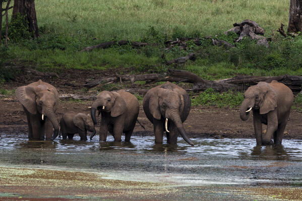 African elephants (Loxodonta africana), Tsavo, Kenya.