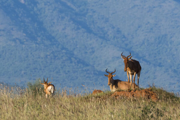 Coke's hartebeest (Alcelaphus buselaphus cokii) standing on a termite mound, Lualenyi, Tsavo, Kenya.