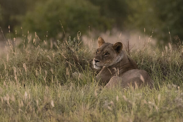 Lioness (Panthera leo), Tsavo, Kenya.