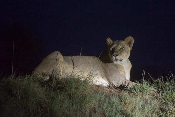 A lioness (Panthera leo) illuminated at night rests on a termite mound, Tsavo, Kenya.