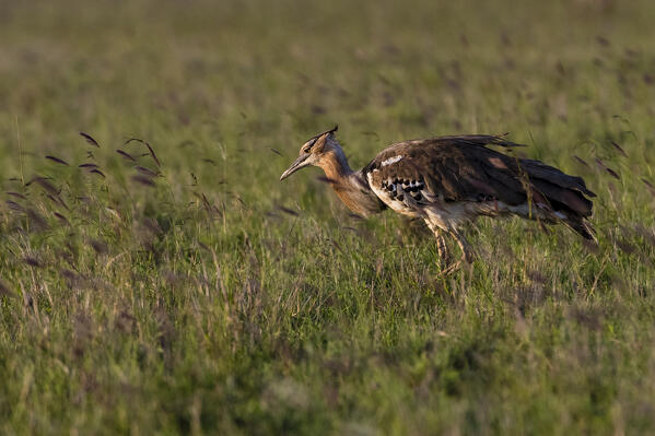Kori bustard, Ardeotis kori, Tsavo, Kenya.