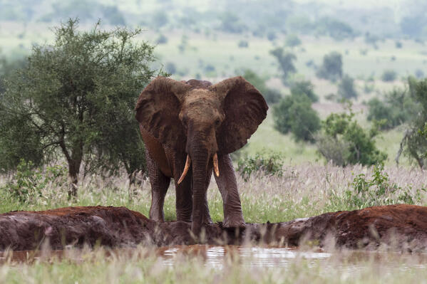 African elephant, Loxodonta africana, Tsavo, Kenya.