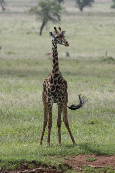 Masai giraffe, Giraffa camelopardalis, Tsavo, Kenya.