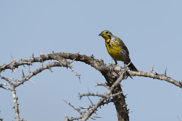 Tsavo, Kenya.