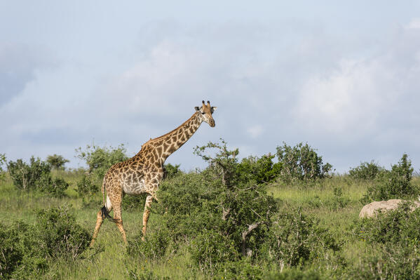 Masai giraffe, Giraffa camelopardalis, Tsavo, Kenya.
