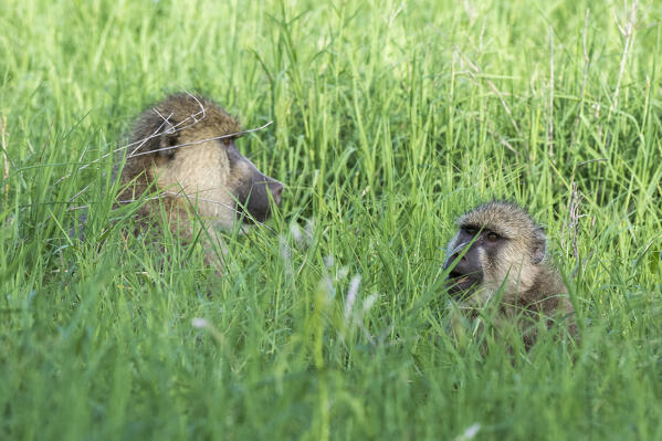 A yellow baboon, Papio hamadryas cynocephalus, Tsavo, Kenya.