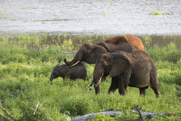 African elephants, Loxodonta africana, Tsavo, Kenya.