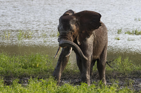 African elephant, Loxodonta africana, Tsavo, Kenya.