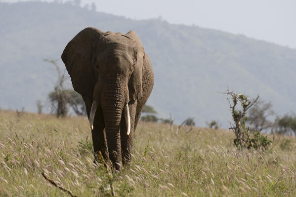 African elephant, Loxodonta africana, Tsavo, Kenya.