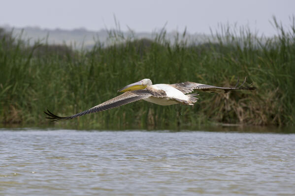 Great white pelican, Pelecanus onocrotalus, Lake Jipe, Tsavo, Kenya.