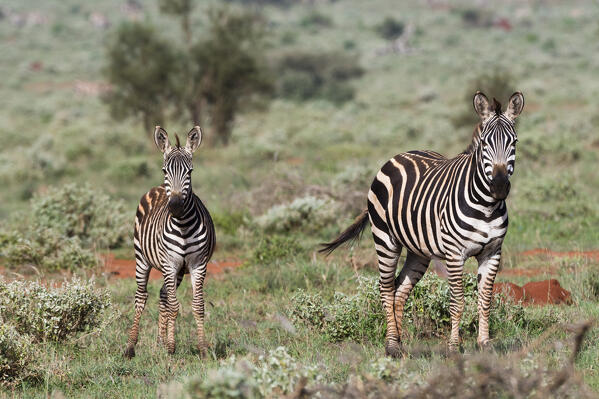 Plains zebra, Equus quagga, Tsavo, Kenya.
