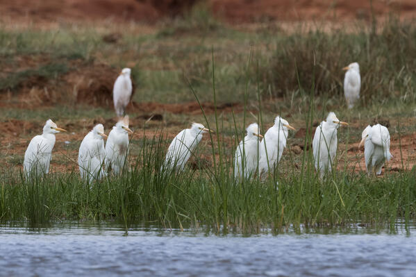 Cattle egrets, Bubulcus ibis, on the Lake Jipe shore, Tsavo, Kenya.