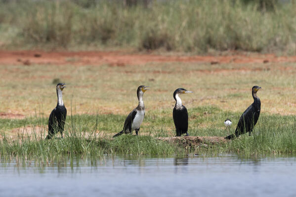 White-necked cormorant, Phalocrocorax carbo, Lake Jipe, Tsavo, Kenya.