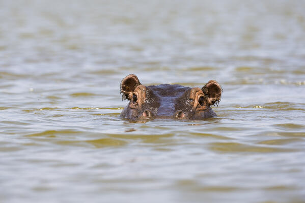 Hippopotamus, Hippopotamus amphibius, in the lake Jipe, Tsavo, Kenya.