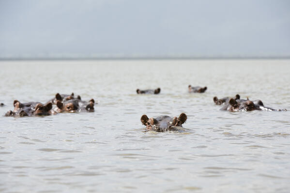 Hippopotamuses, Hippopotamus amphibius, in the lake Jipe, Tsavo, Kenya.