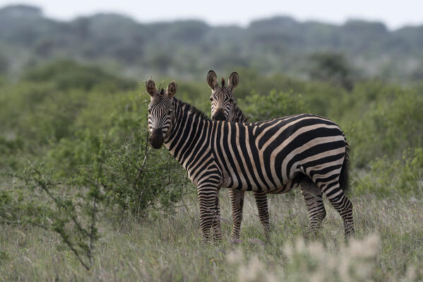 Plains zebra, Equus quagga, Tsavo, Kenya.