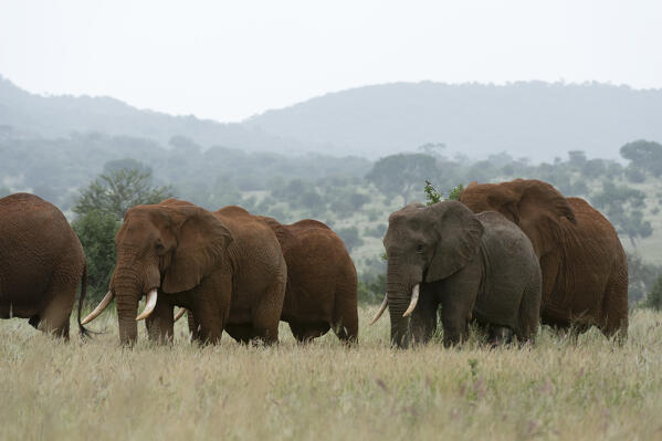 African elephants, Loxodonta africana, Tsavo, Kenya.
