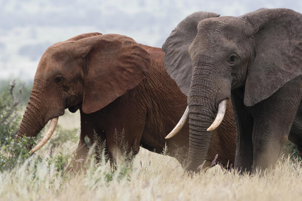 Two African elephants, Loxodonta africana, one of them red for the colour of the Tsavo's soil,  Tsavo, Kenya.