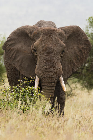African elephant, Loxodonta africana,  Tsavo, Kenya.