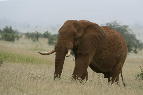 African elephant, Loxodonta africana, Tsavo, Kenya.