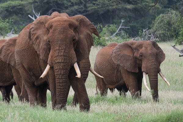 African elephants, Loxodonta africana, Tsavo, Kenya.