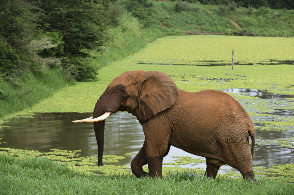 African elephant, Loxodonta africana, Tsavo, Kenya.