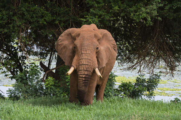 An African elephant, Loxodonta africana, standing and looking at the camera, Tsavo, Kenya.