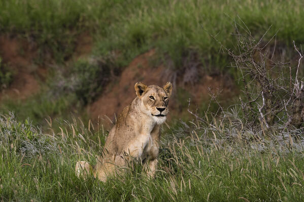 Lioness, Panthera leo, Tsavo, Kenya.