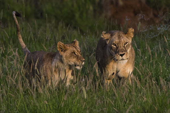 A lioness, Panthera leo, and its cub, walking. Tsavo, Kenya.