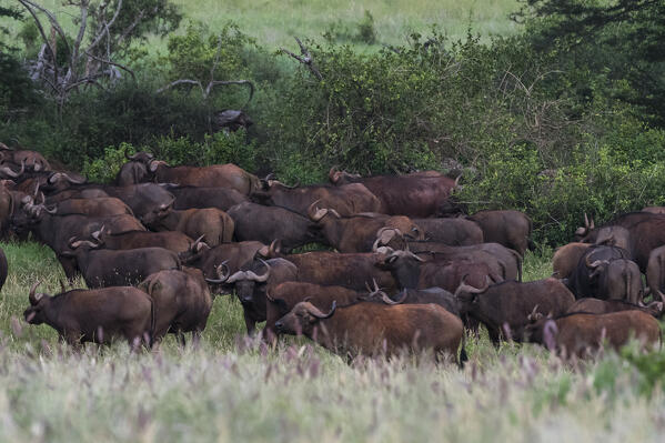 African buffalos, Syncerus caffer, Tsavo, Kenya.