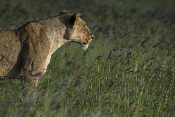 Lioness, Panthera leo, Tsavo, Kenya.