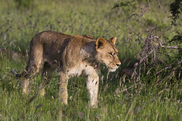 Lioness, Panthera leo, Tsavo, Kenya.