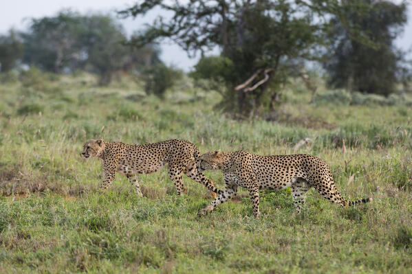 Two endangered cheetahs, Acinonyx jubatus, walking in the savannah, Tsavo, Kenya.