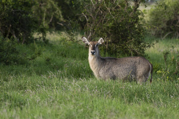 Female waterbuck, Kobus ellipsiprymnus, Tsavo, Kenya.