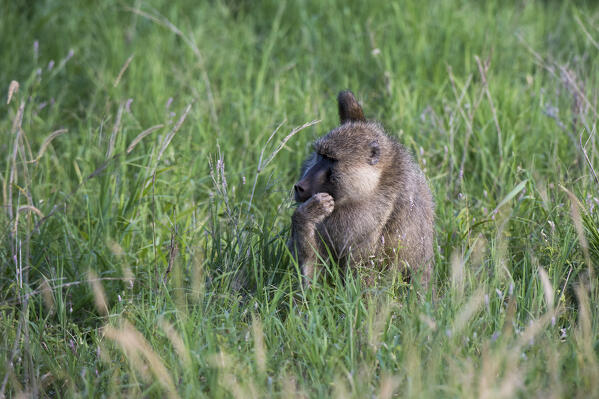 A yellow baboon, Papio hamadryas cynocephalus, Tsavo, Kenya.