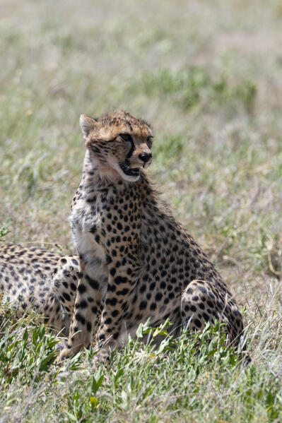 Cheetah (Acynonix jubatus), Seronera, Serengeti National Park, Tanzania.