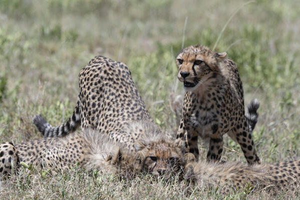 Cheetah (Acynonix jubatus), Seronera, Serengeti National Park, Tanzania.
