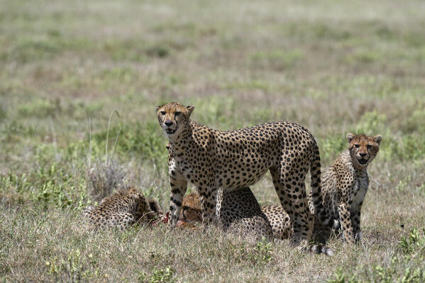 Cheetah (Acynonix jubatus), Seronera, Serengeti National Park, Tanzania.