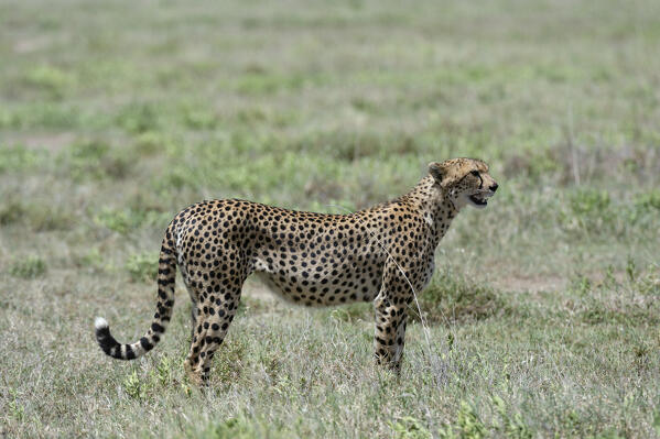 A female cheetah, Acybonix jubatus, standing and looking for a prey.