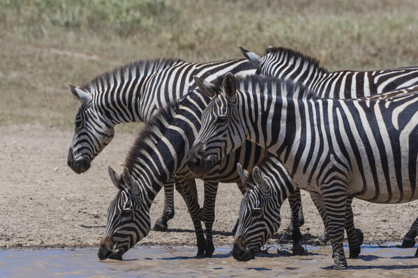 Plains zebras (Equus quagga), Seronera, Serengeti National Park, Tanzania.