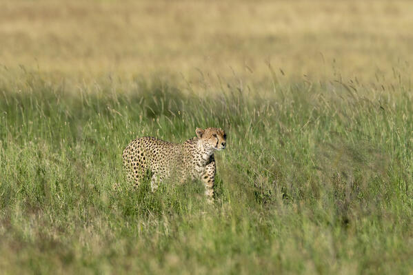 A cheetah, Acynonix jubatus, walks in the tall grass, Seronera, Serengeti National Park, Tanzania.